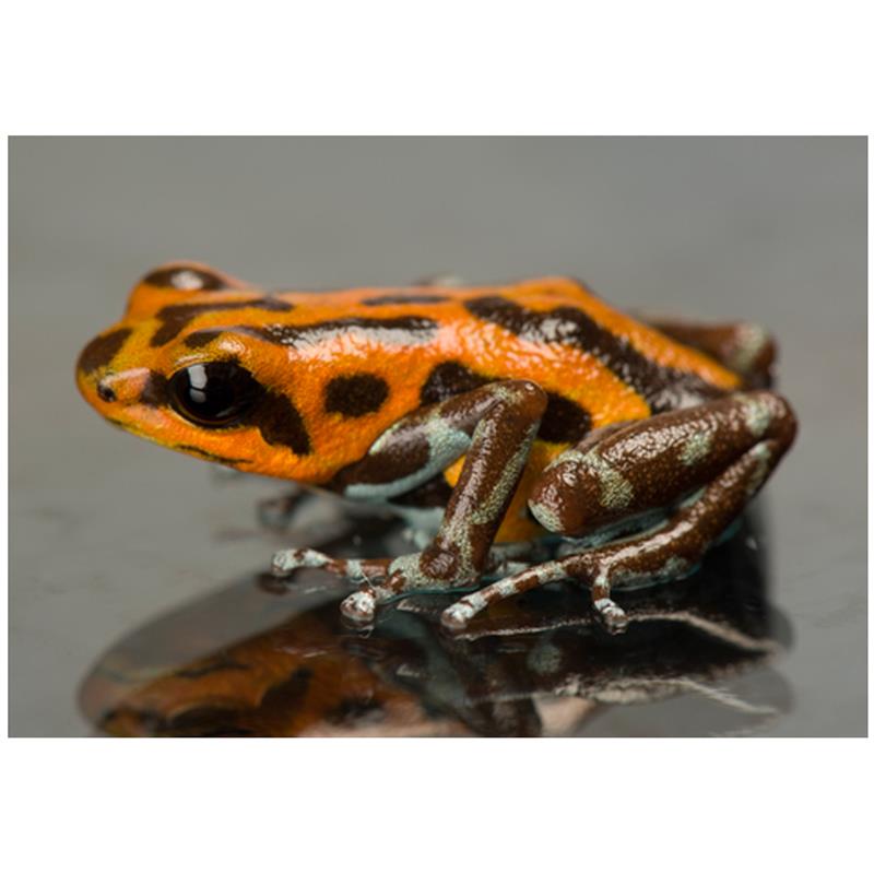 Broasca Dendrobates pumilio Rio Branco (Strawberry poison frog) - imagine 3